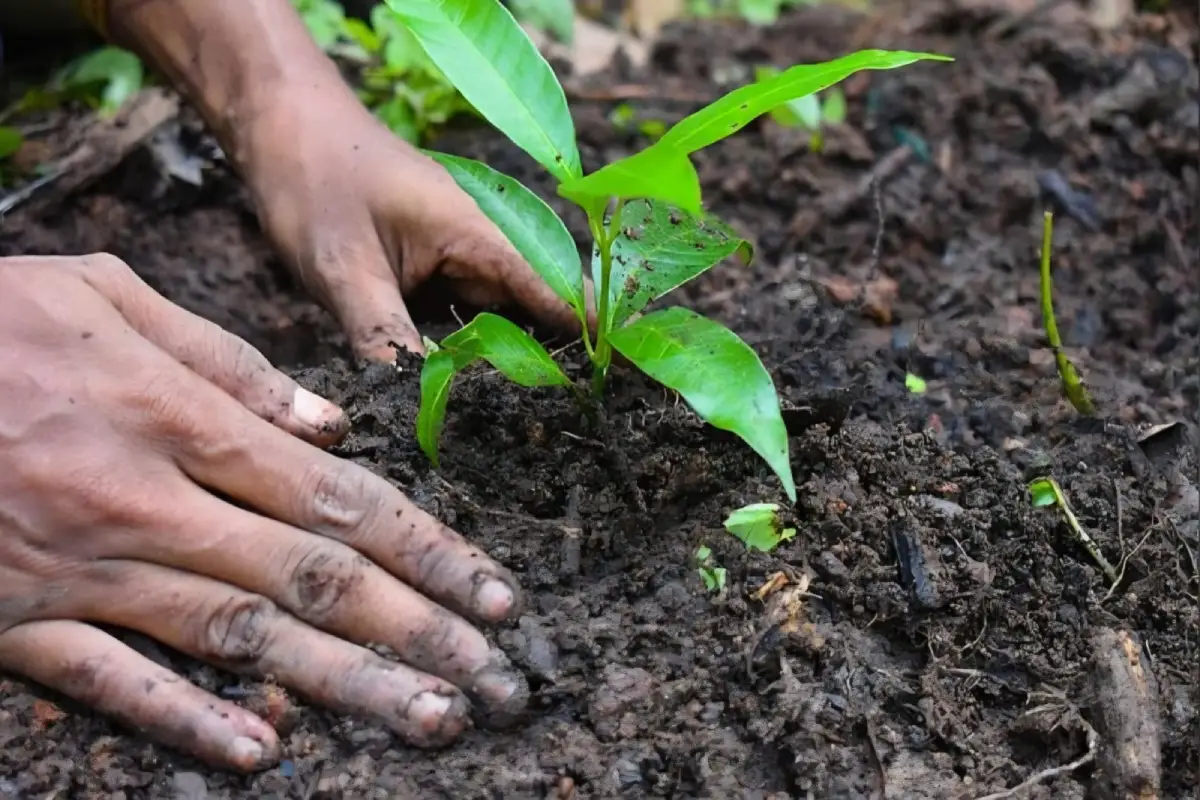 supportcauseenvironmentplantation