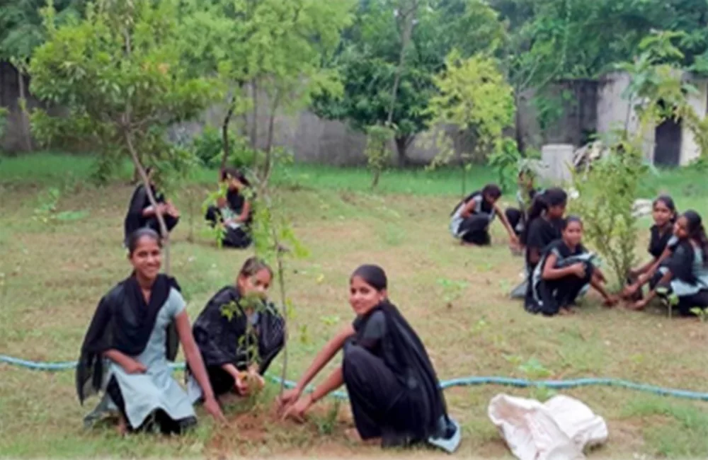 Environment - Plantation